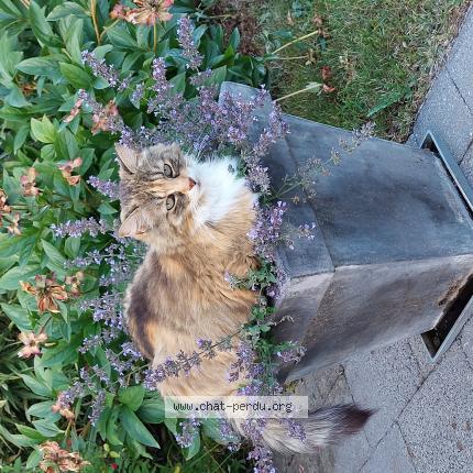 Photo 1/1 Cookie Chat perdu à Sint stevens woluwe