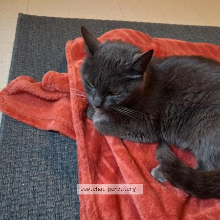 Photo 1/1 Naia Chat perdu à Perche en noce