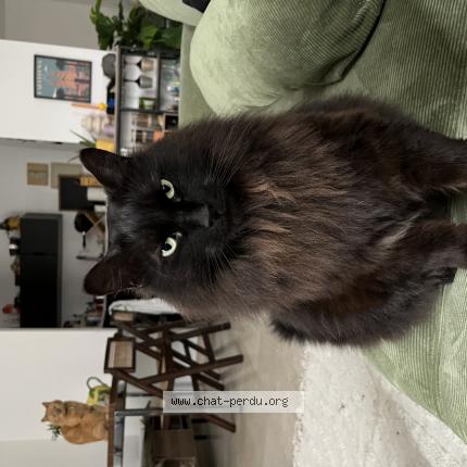 Photo 1/1 Chat retrouvé Perdu à Muret