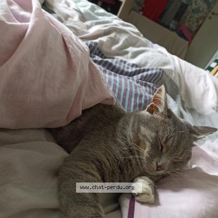 Photo 1/1 Mimie Chat perdu à Herenguerville