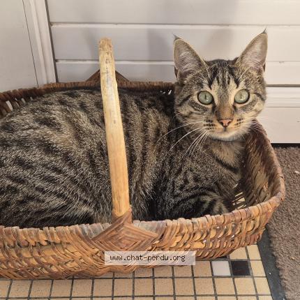 Photo 1/1 MIMI Chat perdu à Cande