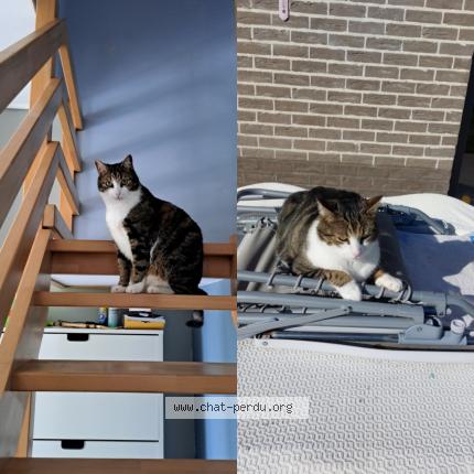 Photo 1/1 Gizmo Chat perdu à Ham sur heure nalinnes