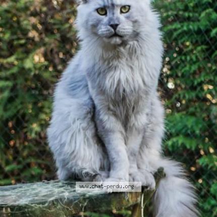 Photo de chat perdu à Villeneuve D Ascq