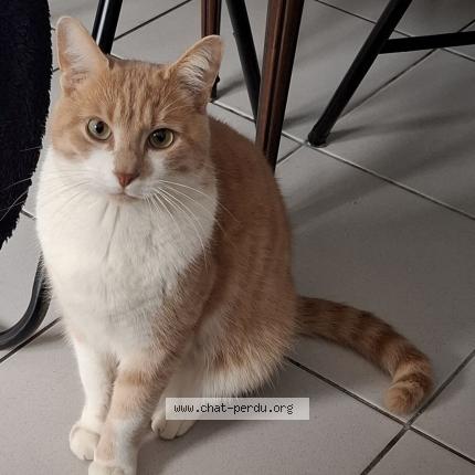 Photo de chat perdu à Caen