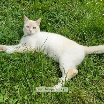 Photo 1/1 Maurice Chat perdu à Bouliac