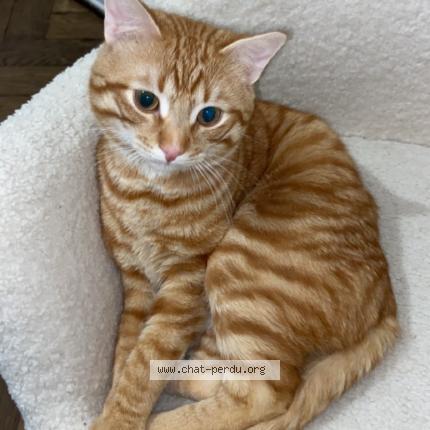 Photo de chat perdu à Lyon 5