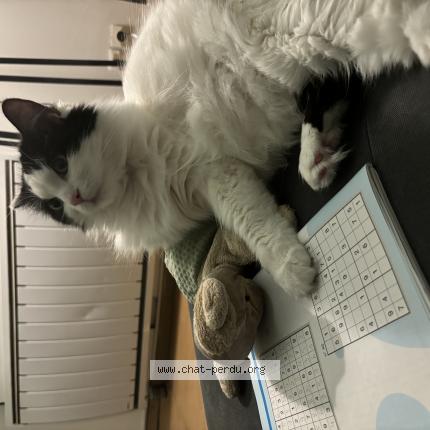 Photo de chat perdu à Nantes