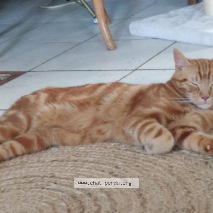 Photo de chat perdu à La Buisse