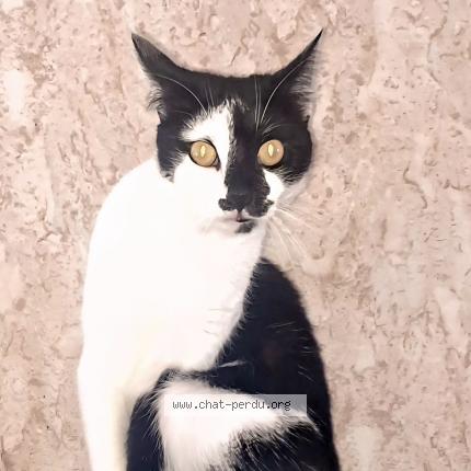 Photo de chat perdu à Gauchy