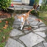 Photo de chat perdu à Sartrouville