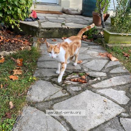 Photo 1/1 Chat retrouvé Perdu à Sartrouville