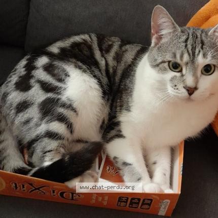 Photo de chat perdu à Besancon