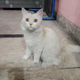 Photo de chat perdu à Lahore