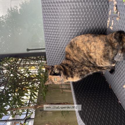 Photo 1/1 Quinn Chat perdu à Palaiseau