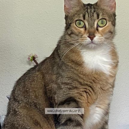 Photo de chat perdu à Marseille