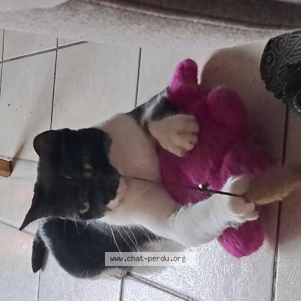 Photo 1/1 Chat retrouvé Perdu à Venissieux