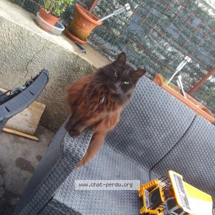 Photo 1/1 Mimine Chat perdu à Pommier de beaurepaire