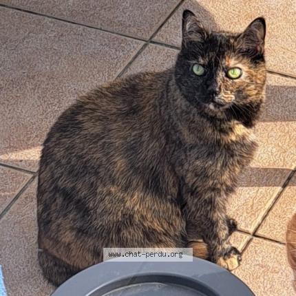 Photo 1/1 Chat retrouvé Perdu à Wiwersheim
