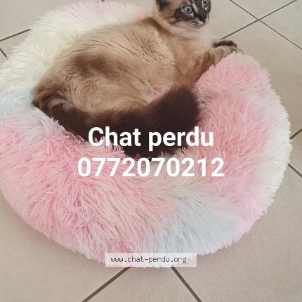 Photo de chat perdu à Marseille