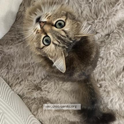 Photo 1/1 Haru Chat perdu à Beaumont de lomagne