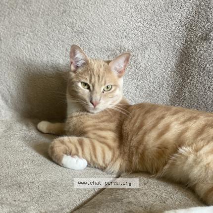 Photo de chat perdu à La Ciotat