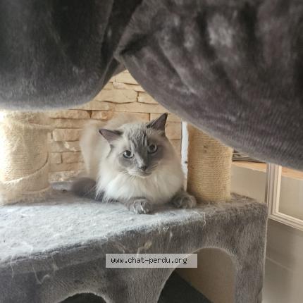 Photo de chat perdu à Quincy Voisin