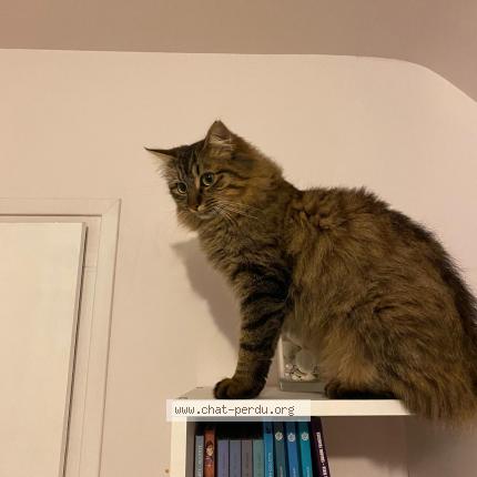 Photo 1/1 Mistigri Chat perdu à Elven