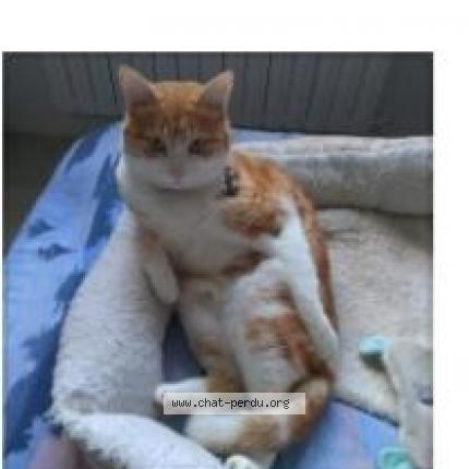 Photo de chat perdu à Biscarrosse