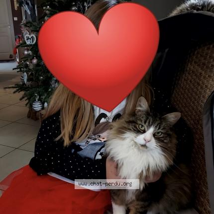 Photo 1/1 Rita Chat perdu à Sainte suzanne sur vire
