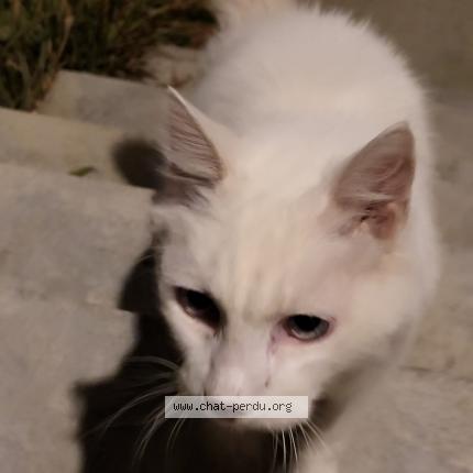 Photo 1/2 Chat retrouvé Trouvé à Le Perreux Sur Marne
