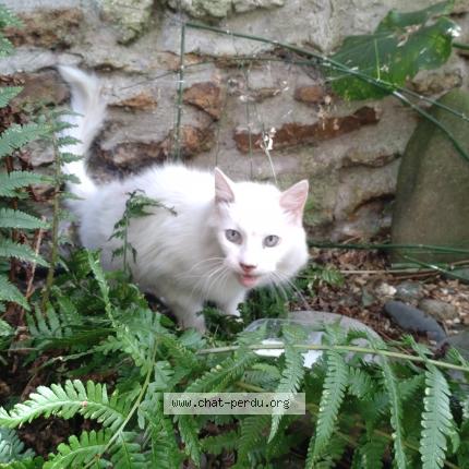 Photo 2/2 Chat retrouvé Trouvé à Le Perreux Sur Marne