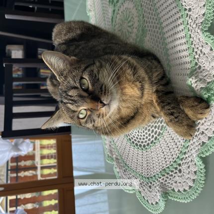 Photo 1/1 Câline Chat perdu à Viuz la chiesaz