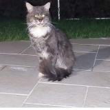 Photo de chat perdu à Follainville