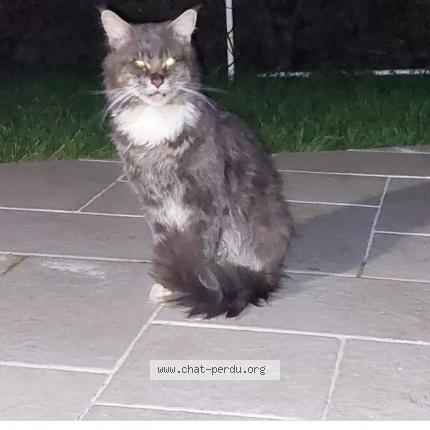 Photo 1/1 Chat retrouvé Perdu à Follainville