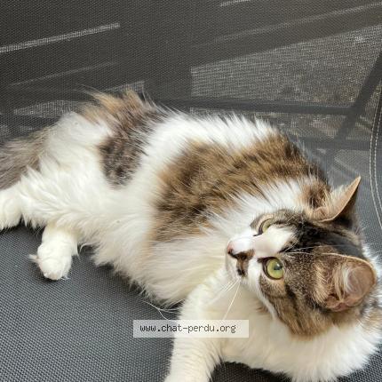 Photo 1/1 TYA Chat perdu à Agen