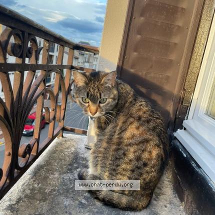 Photo 1/1 Chat retrouvé Perdu à Puy Guillaume