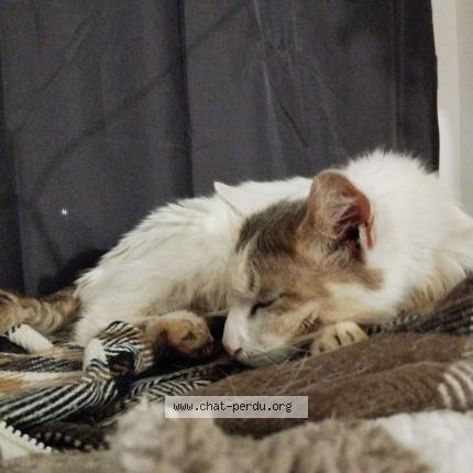 Photo 1/1 Chat retrouvé Perdu à Pontosie