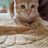 Photo de chat perdu à Bangalore