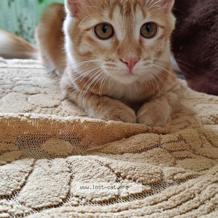 Photo 1/1 Lilly Chat perdu à Bangalore