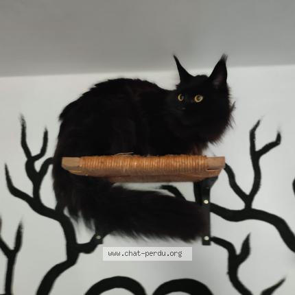 Photo 1/1 Chat retrouvé Perdu à 85470 Bretignolles Sur Mer