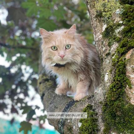 Photo de chat perdu à Cambremer
