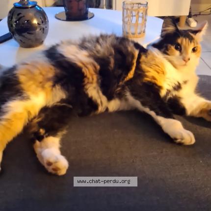 Photo 1/1 Uby Chat perdu à Saint chamond