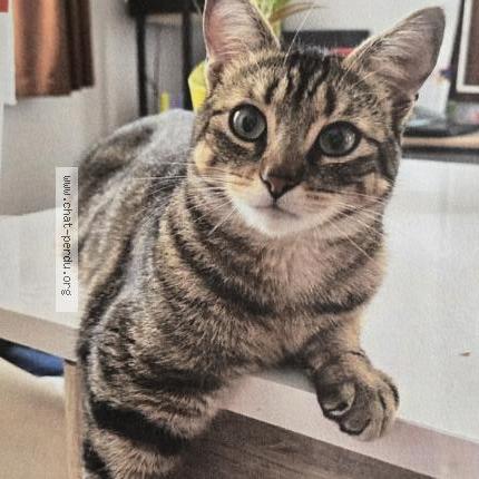 Photo 1/1 Piwi Chat perdu à Maxeville