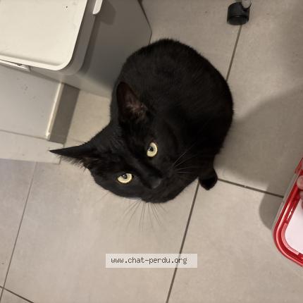 Photo 1/1 Moumou Chat perdu à Aubigny les clouzeaux