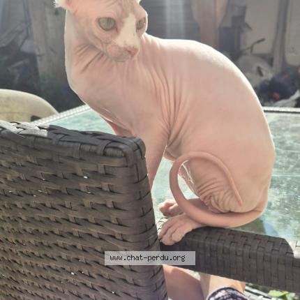 Photo 1/1 Vanina Chat perdu à Morsang sur orge