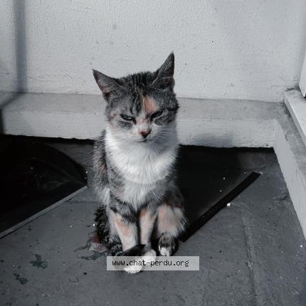 Photo 1/1 Nioucha Chat perdu à Paris