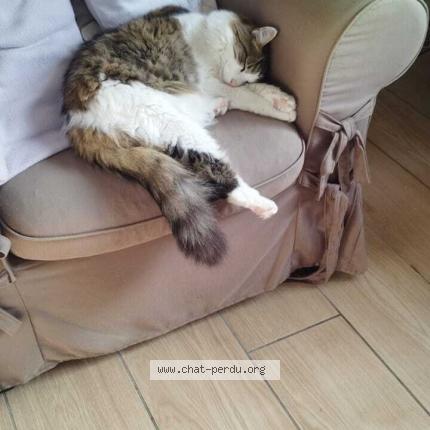 Photo de chat perdu à Clacy Et Thierret
