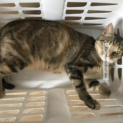 Photo 1/3 Pala Chat perdu à Bayonnes