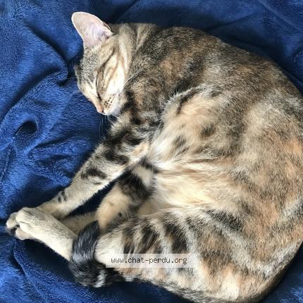 Photo 2/3 Pala Chat perdu à Bayonnes