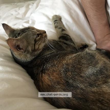 Photo 3/3 Pala Chat perdu à Bayonnes